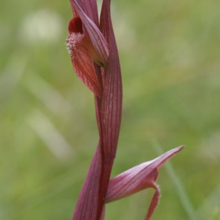 Serapias bergoni